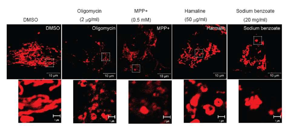 Fixed confocal images of DsRed2-labeled mitochondria treated with of various environmental stress materials for 24h. All images are representations of SK-Hep1 cells transfected with DsRed2-mito vectors. Each image represents the effects of the labeled environmental stress material on mitochondrial morphology and dynamics. MPP+ and oligomycin are positive controls, whereas DMSO, the vehicle for all of these solvents, is the negative control. Inset represents magnification of the boxed area. Scale bars are indicated on the images.