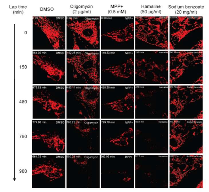 Mitochondrial morphology changes with time. The images of DsRed2-mito-SK-Hep1 cells being cultured in CO2 chamber were captured every 5 min. The chemicals treated for the cells are indicated at the top of the images. Several representative images are displayed in the same time frame.