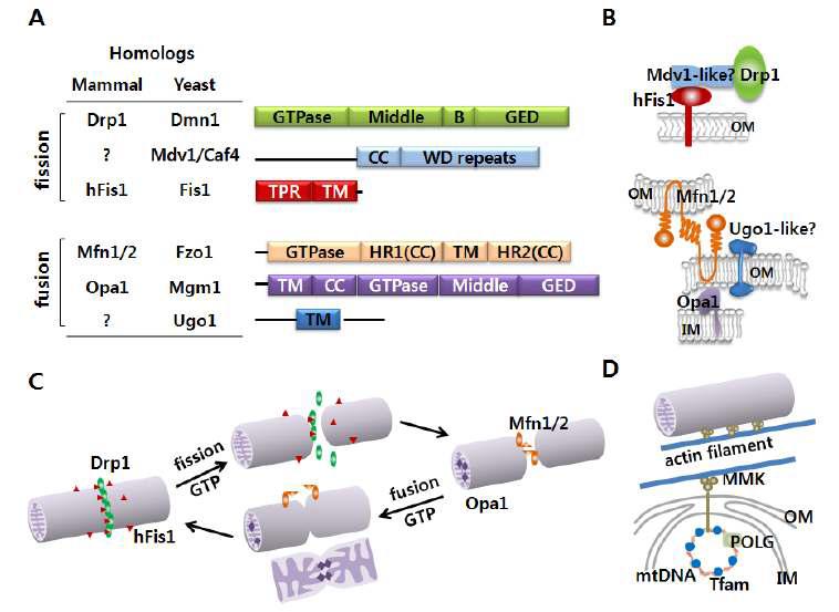 The mammalian mitochondrial machinery for fission and fusion.