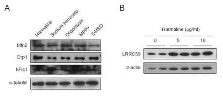 W estern blots of proteins for fission and fusion machinery in C2C12 cells.