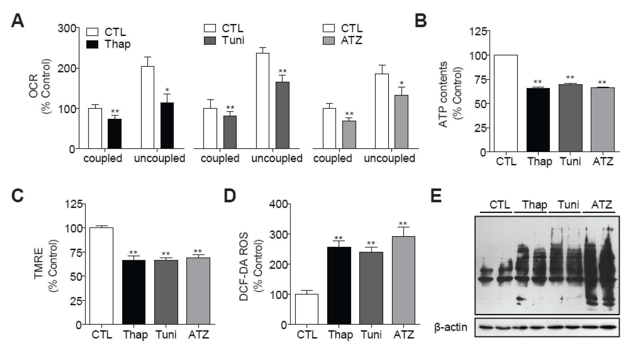 CMAPS analysis of Thap, Tuni and ATZ in SHSY5Y cells. The SHSY5Y cells in 96-well plate were treated with Thap, Tuni and ATZ as described in the Method section. Parameters are oxygen comsumption, ATP contents, TMRE for membrane potential, DCF-DA for ROS and mtDNA fragmentation. *p< 0.05, **p< 0.01,***p< 0.001 vs. control vehicle.