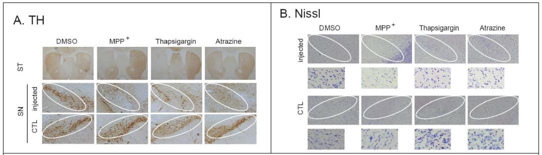 The dopaminergic neuronal cell death by Thap, Tuni and ATZ in C57BL/6mouse