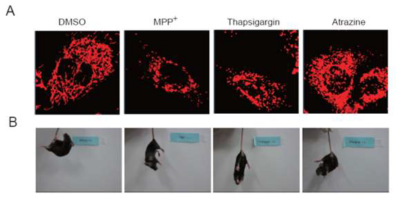 ER/mitochondrial stress induced mitochondrial fragmentation in SH-SY5Y.