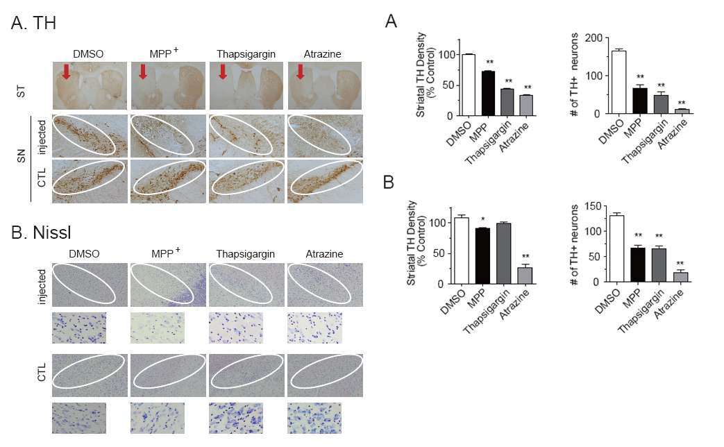 TH positive neurons decreased by ER/mitochondrial stress in SN.