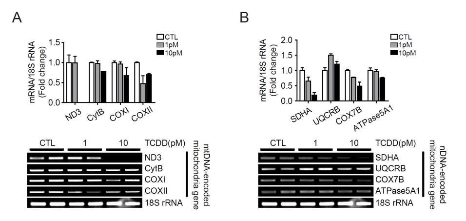 TCDD reduced mitochondrial-related gene expressions.