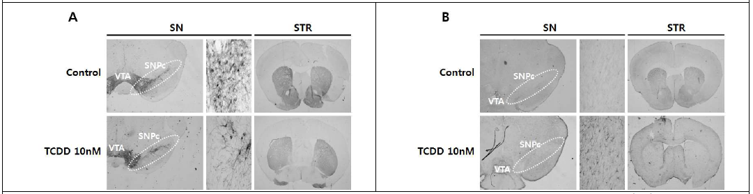 TCDD induced the death of doparminergic neuronal cell(A) and the activation of microglias(B).