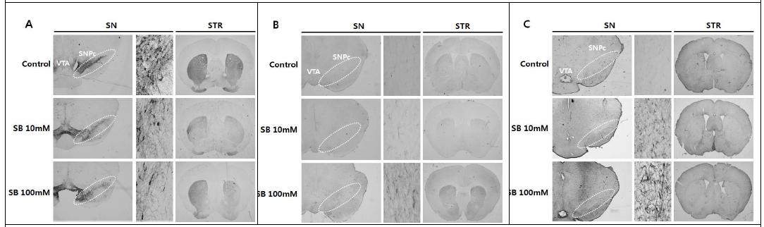 SB induced the death of doparminergic neuronal cell(A) and the activation of microglias(B) and astrocytes(C).