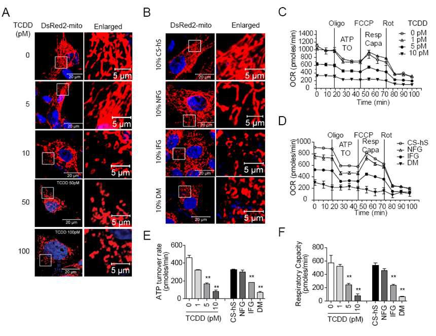 Treatment with TCDD or patient sera induced mitochondrial dysfunctions in SK-Hep1 cells.