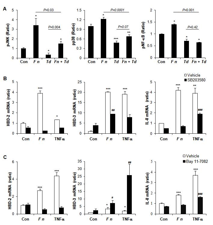 Signaling pathways involved in the regulation of HBDs and IL-8.
