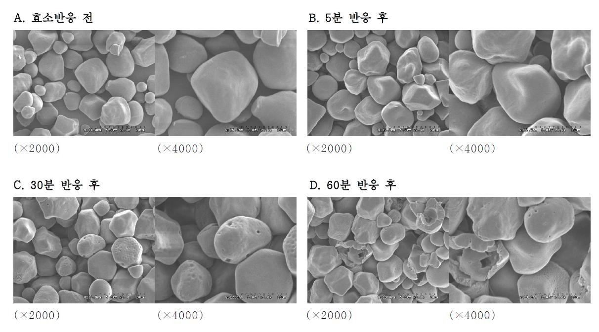 α-Amylase(PPA)로 가수분해한 옥수수전분의 전자현미경 사진