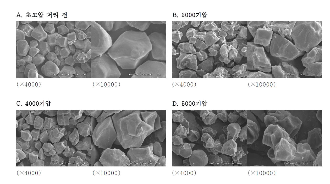 초고압 처리한 쌀전분의 전자현미경 사진