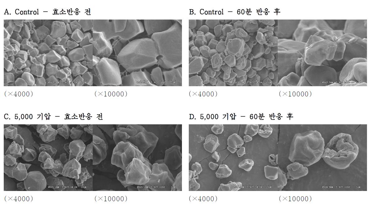 α-Amylase(PPA)로 가수분해한 초고압 처리된 쌀전분의 전자현미경 사진