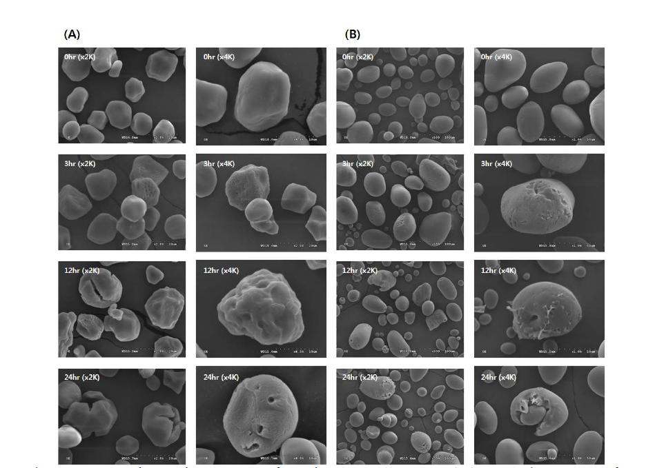 Electron scanning microscope of native starch reacted by α-glucanotransferase. A, corn starch; B, potato starch.