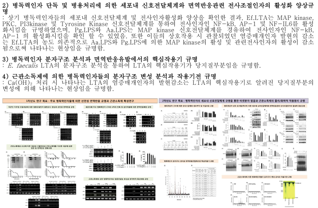 1차년도연구수행 내용 및 결과 그림2. 2차년도 연구수행 내용 및 결과3차년도: 실험동물을 이용한 타겟분자의 기능 검증과 근관소독제의 효과적 임상적용을 위한 최적화연구1) 실험동물에서 치근단 치주염 제어 타겟분자의 효용성 검증: 신호전달 매개인자가 결손된 실험동물(TLR2, TLR4, CD14, MyD88 결손 마우스)로부터 얻은 대식세포를 이용하여 2차년도 규명하였던 인식수용체와 세포신호전달체계의가 병독력인자에 대한 제어타겟분자로의 효용성여부를 확인하였으며, 이들의 상호작용에 의한 MAP kinase의 활성감소가 negative regulator인 IRAK-M의 발현이 증가함으로써 일어남을 규명함. 2) 병독력인자들의 독성무력화를 위한 근관소독제 조성 및 처리방법 최적화: 다양한 근관소독제를 혼합 처리시 응집물(침전물) 생성여부, 발암물질로 알려진 PCA의 생성여부를 확인함과 동시에 인체에 영향을 주지 않는 근관소독제 최적 처리 조건을 탐색한 결과, 차아염소산나트륨(NaOCl)과 CHX 을 혼합하였을 때 청색증, 조혈계독성을 일으켜 암을 유발하는 para-chloroaniline(PCA)이 생성되는 반면, NaOCl과 ALX의 혼합시에는 PCA가 생성되지 않음을 확인 하였으며, E. faecalis LTA에 상기 단독 및 혼합된 근관소독제 처리 시 유발되는 LTA의 구조변성을 비교해본결과, NaOCl과 ALX 혼합처리가 NaOCl 단독처리보다 오히려 LTA의 구조변성을 덜 유발함을 확인함.