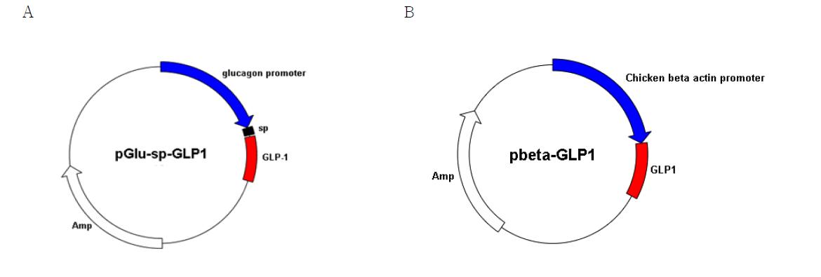 Cloning of pGlu-sp-GLP-1 and pbeta-GLP-1 plasmid