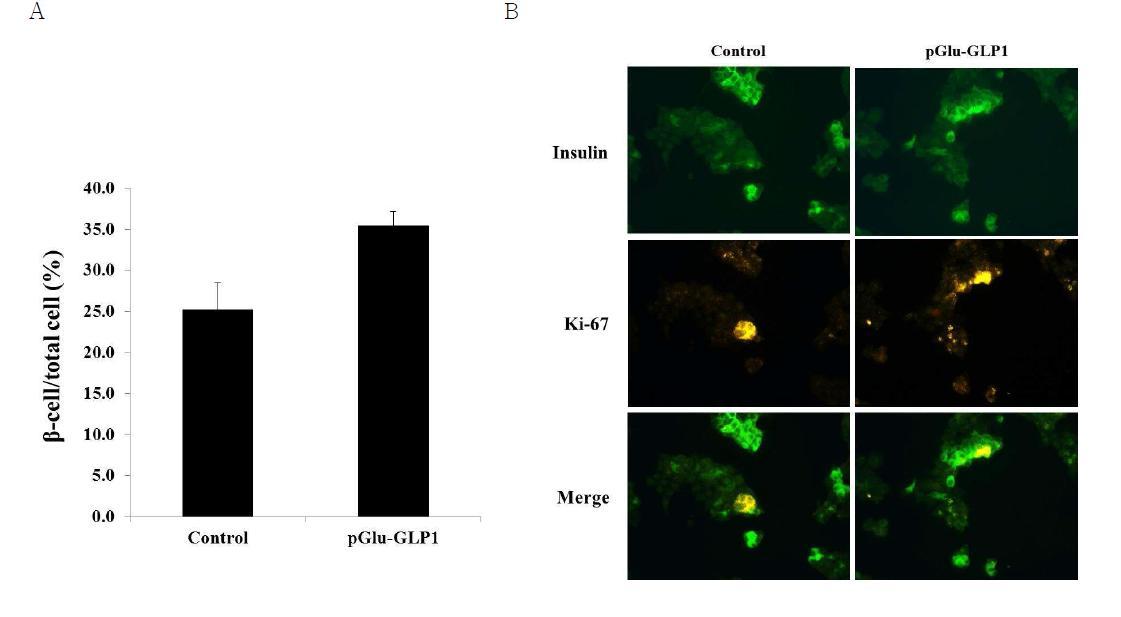 Beta-cell masses were increased in pGlu-GLP-1 transfected alpha/beta cell in-vitro co-culture system