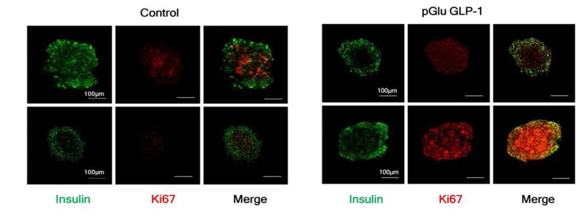 Expressed GLP-1 from islet caused increased proliferation of beta-cell