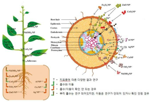 금속 나노입자의 식물 system내로 UTA를 나타내는 모식도