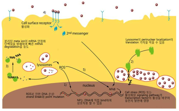 나노입자의 세포내의 유전자 독성이 신호전달 경로에 미치는 기작 모델
