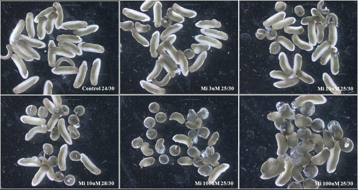 100 uM mibefradil 처리 시 발생이 정지된 배아와 축이 짧아지고 부종이 형성된 배아로 발생됨.
