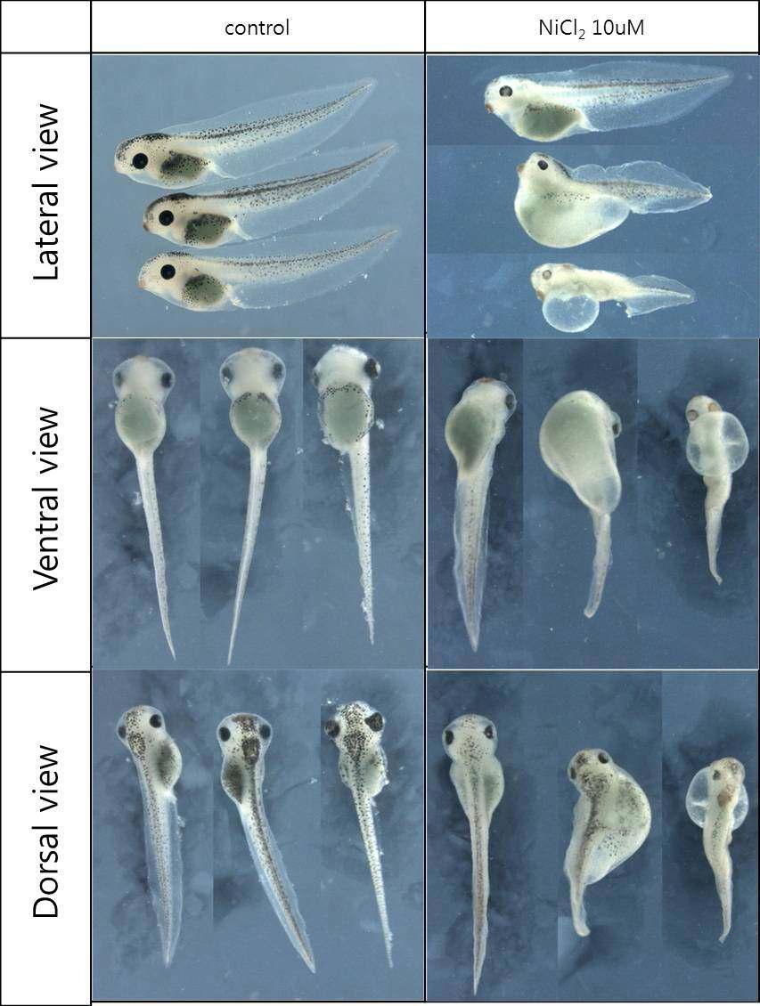 100 uM NiCl2 처리에 의해 gut 부분에 특이적인 부종이 형성되며 눈의 발생이 저해됨.