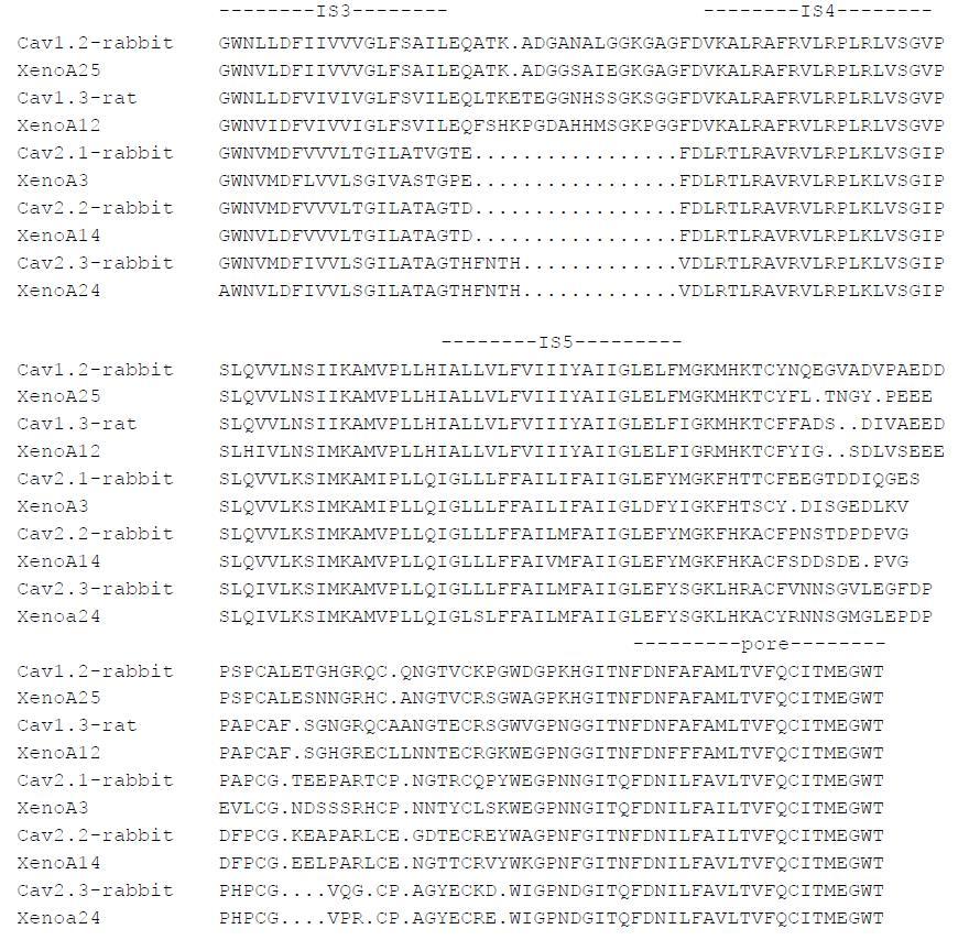 Alignment of amino acid sequences of calcium channel alpha1 subunits amplified fromXenopus oocyte RNA.