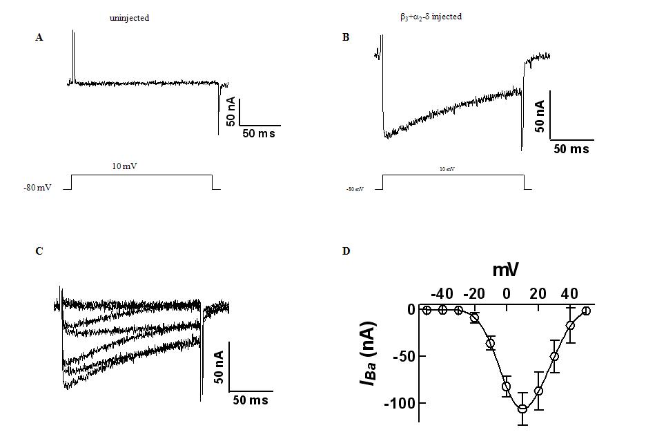 Xenopus oocytes의 Ca2+ 통로 전류