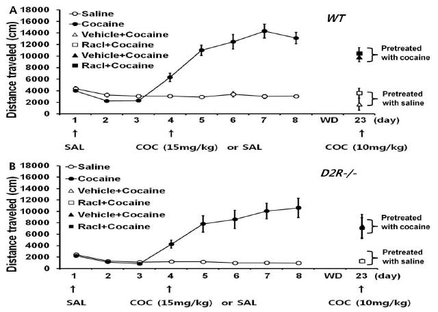 5일간 반복적인 코카인 주입으로 민감화를 유도한 다음, 약물 금지기간(2주) 이후 도파민 D2 수용체 길항제인 raclopride 5nmol을 중격의지핵에 주입하였을 때의 움직인 거리(cm) 측정