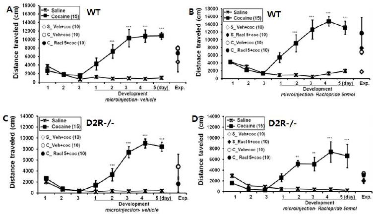 development와 expression시기 모두 도파민 D2 수용체 길항제 5nmol를 국소주입하였을 때, 코카인 민감화 행동에 미치는 영향