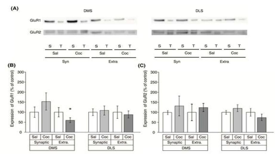 주기적으로 코카인을 처리한 유년기 쥐의 등쪽선조체(dorsal stsriatum)안에서 의 시냅스 외부와 시냅스에서의 AMPAR 발현의 변화.