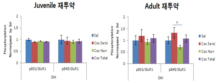 한 달간의 금단 시기후 재투약에 의한 behavioral sensitization과 그에 따른 striatum에서의 AMPAR의 인 산화정도 확인 (DM; Dorsomedial Striatum)