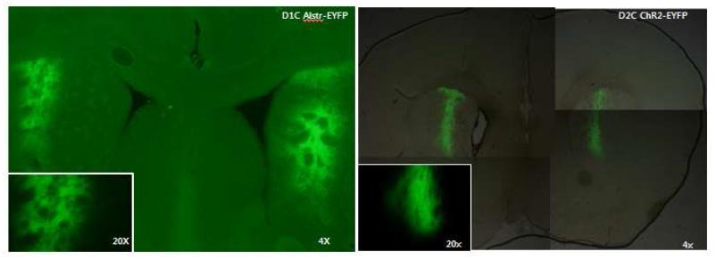 D1R-MSN, D2R-MSN 특이적으로 Cre 발현하는 마우스에 EYFP로 표지된 Allarostatin(Alstr)과 Channelrhodopsin-2 (ChR2)가 double floxed된 AAV를 주입.