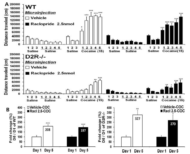 도파민 D2 수용체 길항제인 raclopride 2.5nmol을 중격의지핵에 주입하였을 때에 cocaine sensitization이 유도되는 정도를 30분간 총 움직인 거리(cm)로 측정