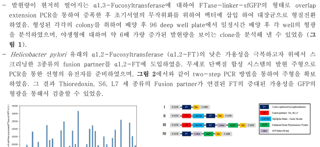 융합형 α1,2-FT 유전자의 구축 및 GFP의 도입 a) 4 종류의 선형 유전자 I: α1,2-FT, II: 각각의 Fusion partner와 연결된 α1,2-FT, III: Fusion partner와 α1,2-FT 그리고 GFP의 연결형태, IV: Fusion partner와 α1,2-FT의 연결