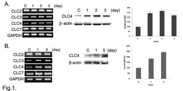 NGF induces CLC4 in PC12 cells and primary cortical neurons