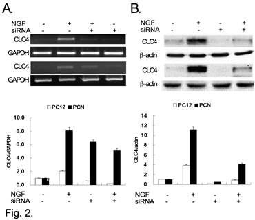 CLC4 knock down in PC12 cells and primary cortical neurons