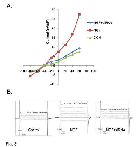 CLC-4 knock down inhibits the NGF-induced Cl- conductance in PC12 cells