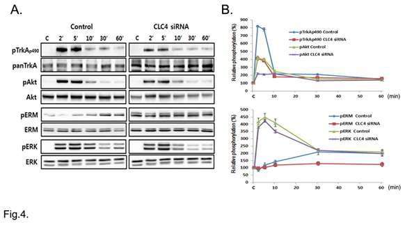 CLC-4 knock down suppresses NGF-induced Trk A / A kt / moesin phosphorylation in PC12 cells.