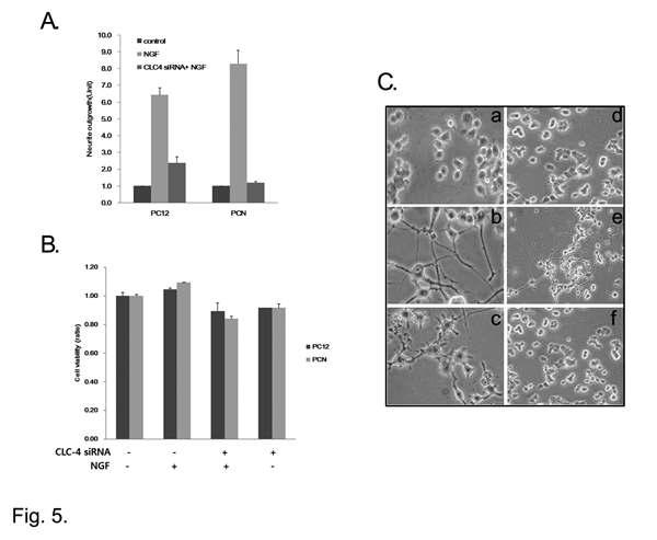 CLC-4 knock down suppresses NGF-induced neurite outgrowth in PC12 cells and primary cortical neurons