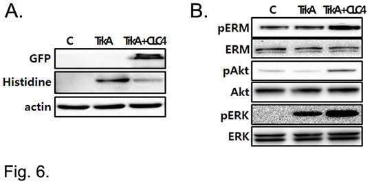 Co-expression of CLC4 with TrkA induces Akt and moesin phosphorylation in HEK293 cells