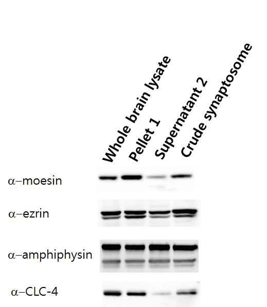 CLC-4 expression in the crude synaptosome in the rat brain cortex.