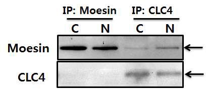 Co-immunoprecipitation of CLC4 with moesin after NGF treatment in PC12 cells.