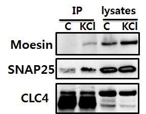 CLC-4 interacts with moesin and SNAP25 in the crude synaptosome of rat brain hippocampus after KCl depolarization.