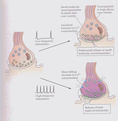 Differential stimulation of small-molecule neurotransmitter and neuropeptide