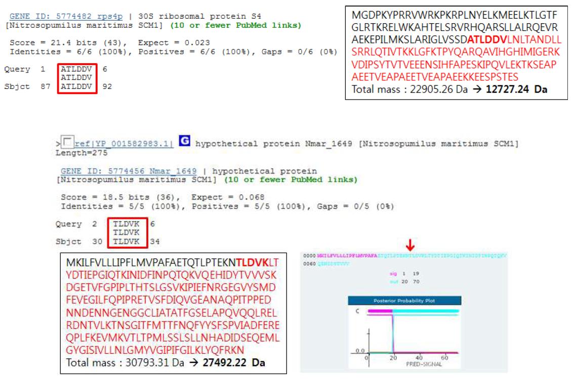 고체 배양 균주의 주요 단백질(P4)의 N-terminal sequence를 이용하여 Nitrosopumilus maritimus SCM1의 단백질과의 비교 분석.