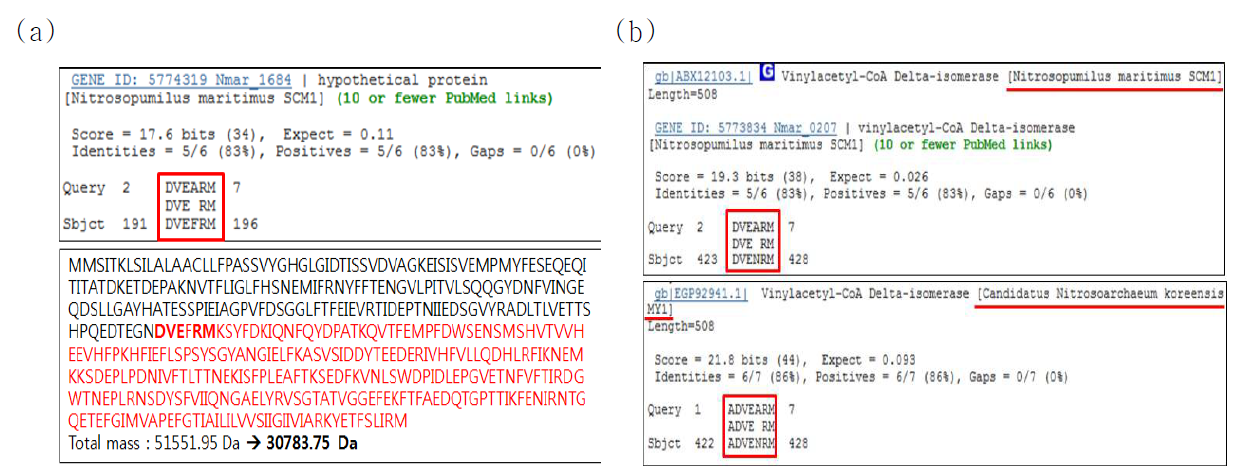고체 배양 균주의 주요 단백질(P5)의 N-terminal sequence를 이용한 Nitrosopumilus maritimus SCM1의 단백질과의 비교 분석.