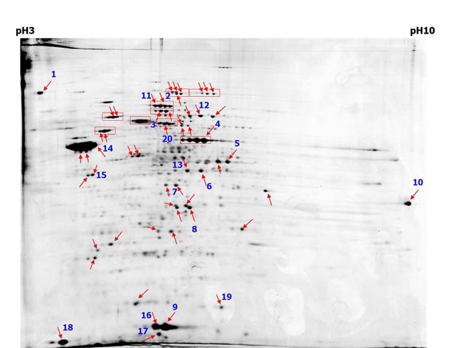 농화배양 된 AR의 2차원 전기영동 분석 결과.