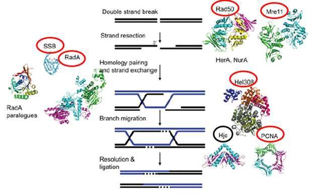 고세균의 homologous recombination에 관여하는 단백질과 과정의 모식도