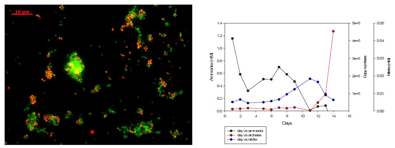 질산화 고세균. A(좌). F성IS장H곡를선 통 (한ar c고ha세ea균: r(eAdO) A: red) 농화배양, B(우). 고세균의 성장곡선 (archaea: red)