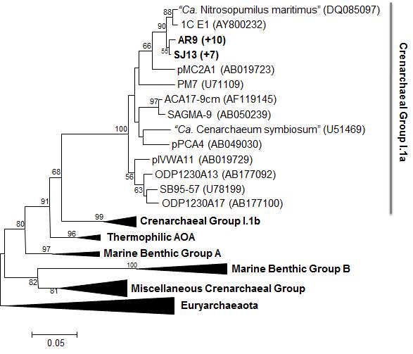 배양된 해양 고세균의 phylogenetic tree